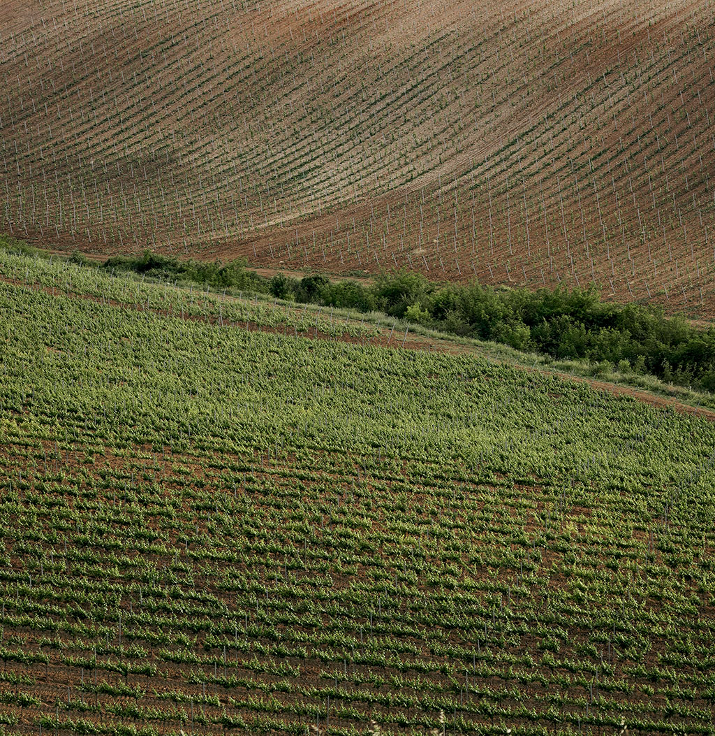 Виноградники