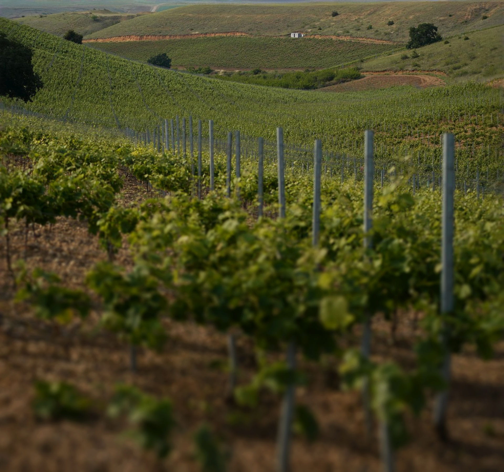 АранчИ Виноградники