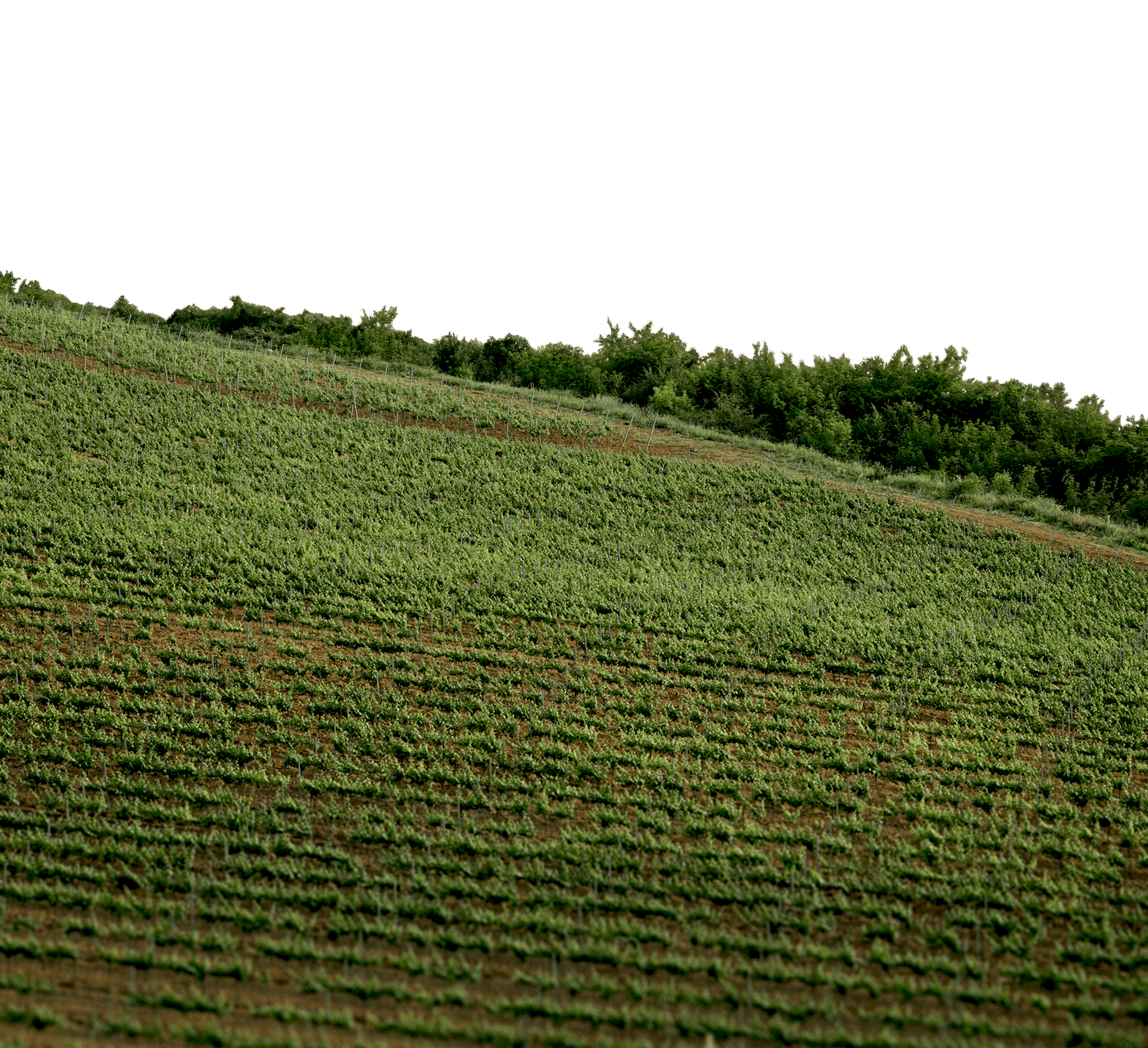 АранчИ Виноградники